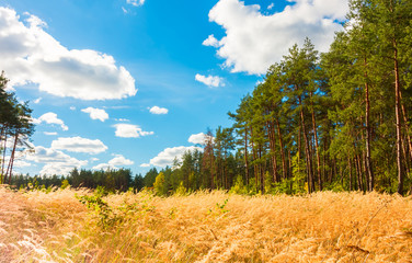 Fototapeta premium Pine forest