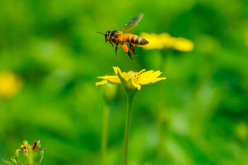 bees,bee