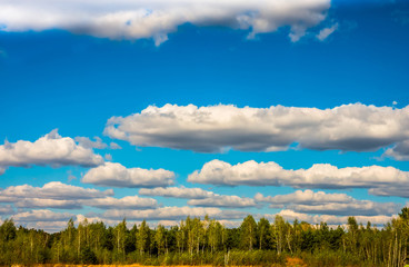 birch forest  against the blue sky