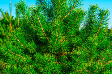 Fototapeta na wymiar Green young pine