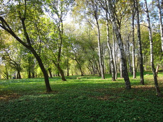 Городской парк с деревьями и желтой листвой летним солнечным днем