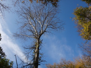 Верхушки деревьев с желтыми листьями в осенний солнечный день