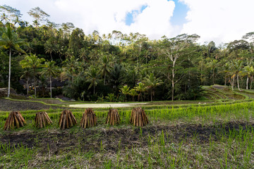 Rice terraced paddy fields in Gunung Kawi