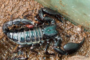 Emperor Scorpion ( Pandinus imperator)