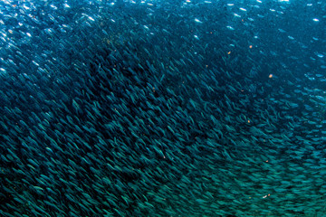 Entering Inside a school of fish underwater