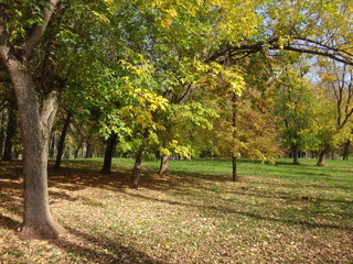 Городской парк с аллеей и деревьями с желтыми листьями