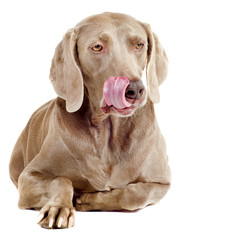 Dog isolated on white