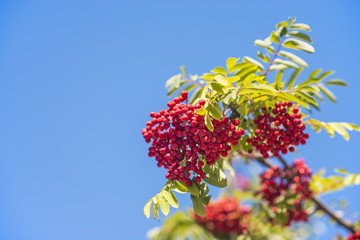 Vogelbeere, Sorbus aucuparia L.