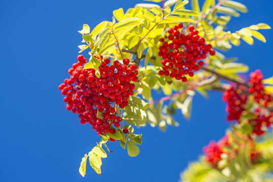 Vogelbeere, Sorbus aucuparia L.