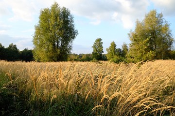 grain on farmland