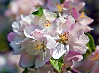 Apple blossoms - spring flowers