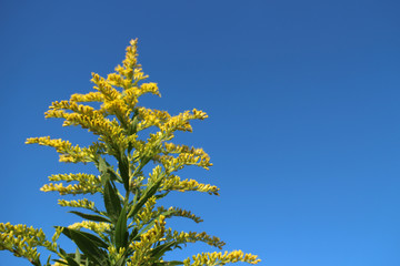 solidago in the blue sky