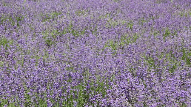 lavender in a field lavender swaying because of the wind