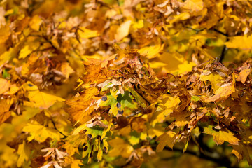 Autumn background