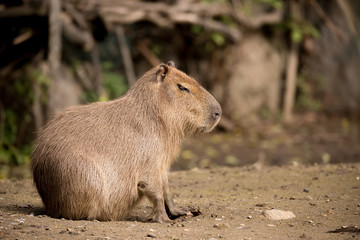 Close up photo of Capybara