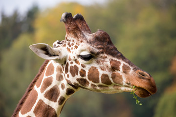 young cute giraffe grazing
