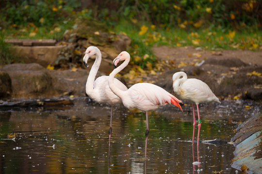 Beautiful American Flamingos