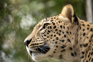 head shot of Persian leopard