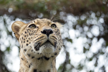head shot of Persian leopard