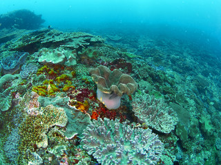 coral reef