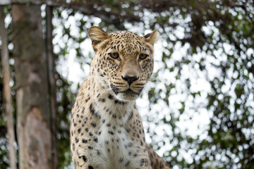 head shot of Persian leopard
