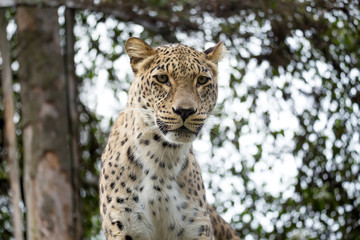 Naklejka premium head shot of Persian leopard