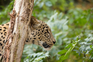 head shot of Persian leopard