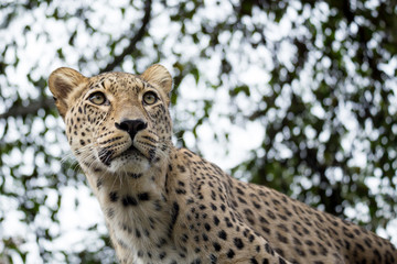 head shot of Persian leopard