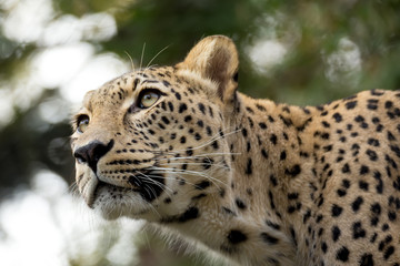 Naklejka na ściany i meble head shot of Persian leopard