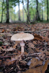 champignon en forêt