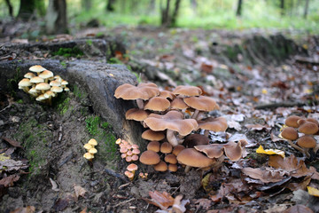 champignons en forêt