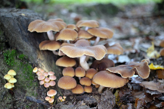 champignons en forêt