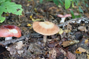 champignons en sous-bois