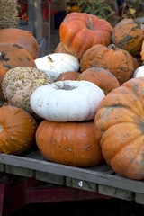 Decorative Pumpkins