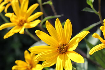 Желтые цветы