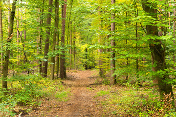 Herbst wald