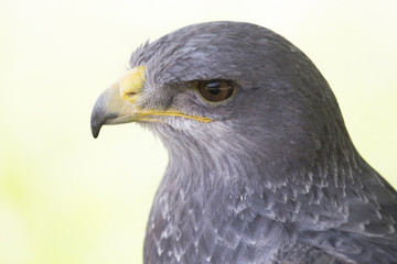 Falcon