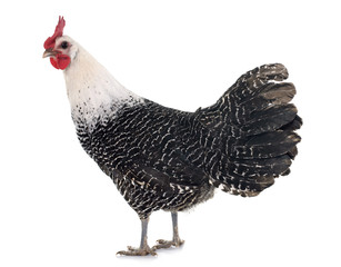 Braekel chicken