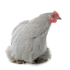 pekin chicken