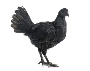 ayam cemani chicken