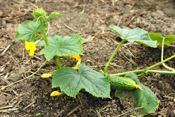 Cucumber plants grows in the soil