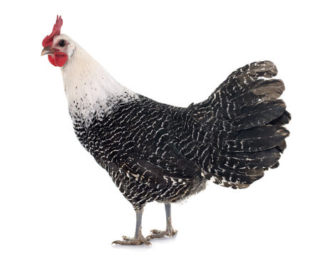 Braekel chicken