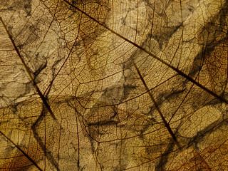 old brown paper with foliage texture