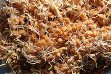 wheat germ