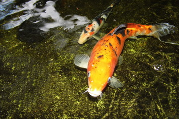 Close-up of koi carp in pond