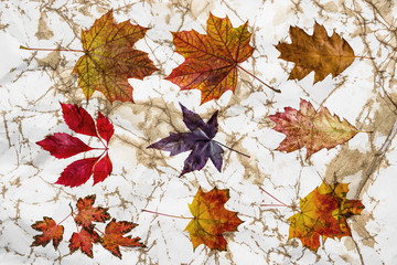 old paper texture with autumnal leaves