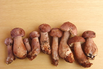 Mushroom on wood background ,this mushroom is bitter but can eat
