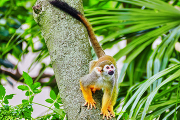 Common Squirred Monkey.