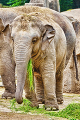 Fototapeta premium Large Indian elephants.