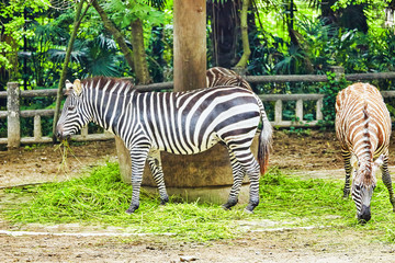 Fototapeta na wymiar Zebras in their natural habitat.